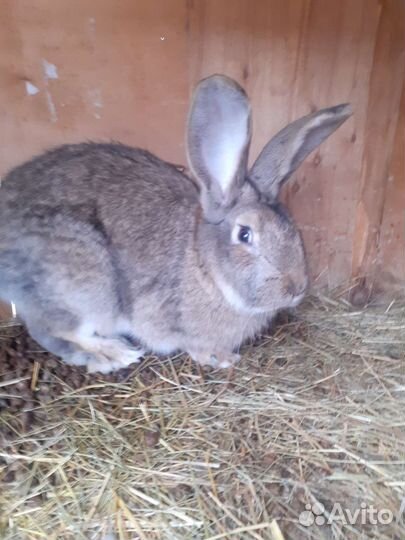 Фландры, Строкачи (нпв)