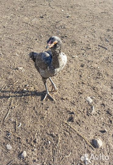 Бойцовая птица