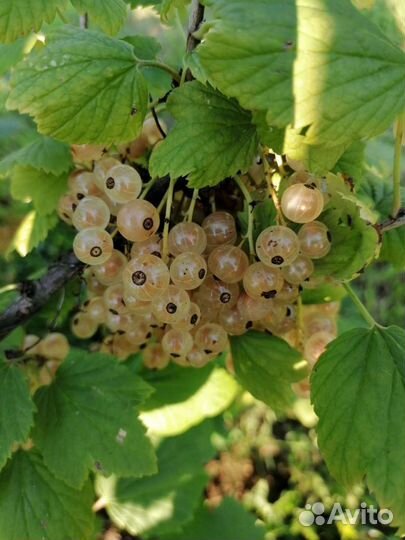 Смородина белая