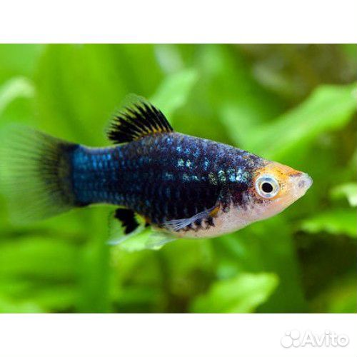 Рыба меченосец