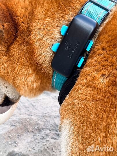 Трекер для собак Petsee