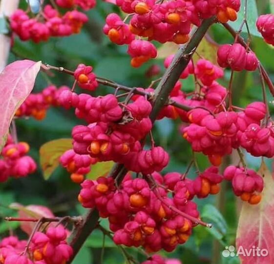 Бересклет европейский