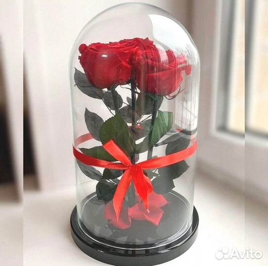 Роза в колбе. Вечная