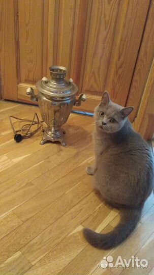 Кошка в дар