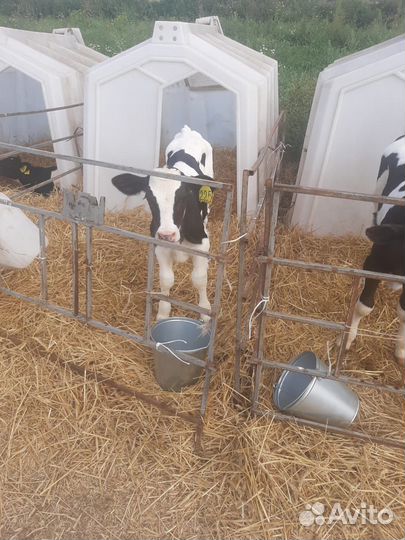 Быки телята