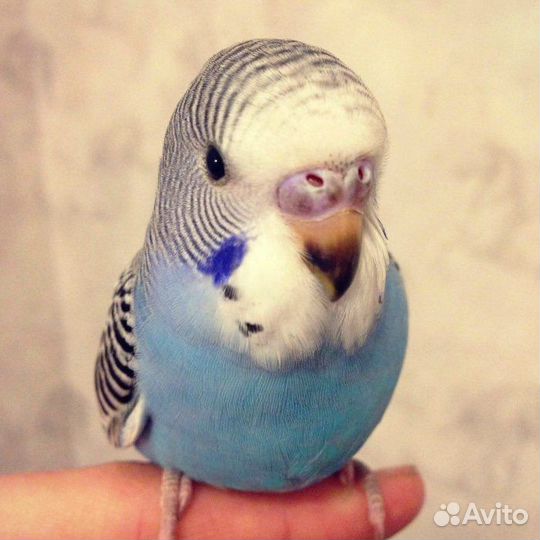 Волнистые малыши домашнего разведения