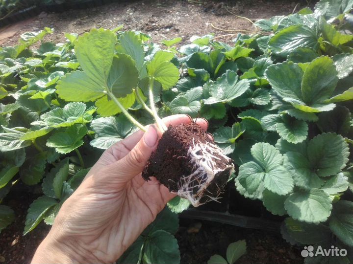 Рассада клубники ремонтантной зкс