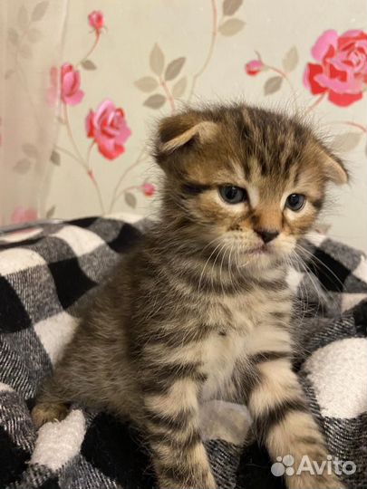 Вислоухие котята