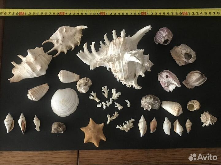 Морские ракушки раковины кораллы