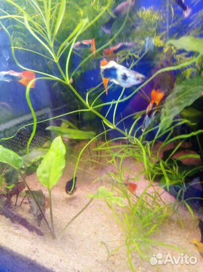 Аквариумная рыбы