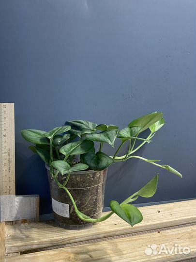 Сциндапсус мунлайт