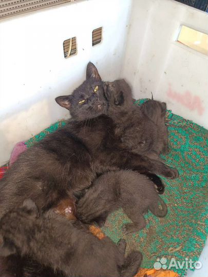 Котята чёрные
