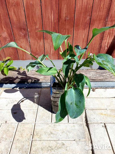 Хоста голубая