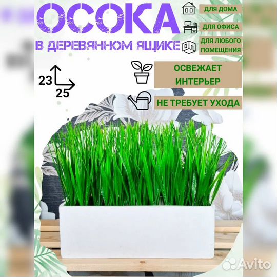 Осока в ящике