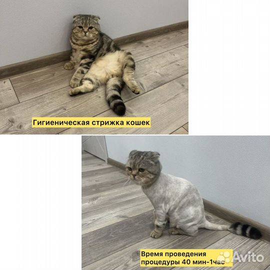 Грумер; стрижка/экспресс-линька кошек на дому