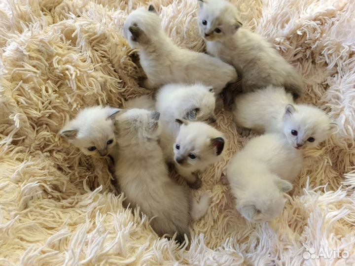 Кошка невская маскарадная котята