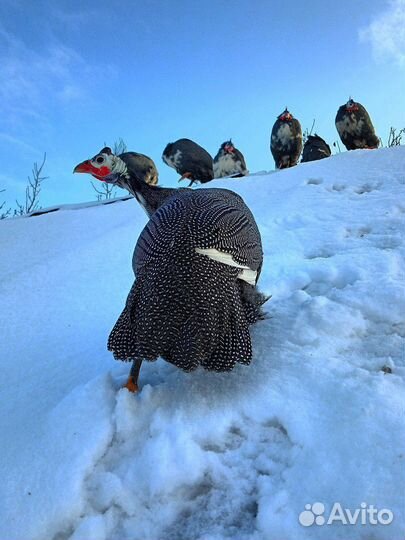 Инкубационное яйцо цесарки