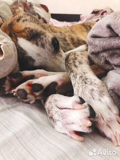 Передержка домашних животных