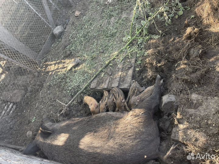 Дикий кабан