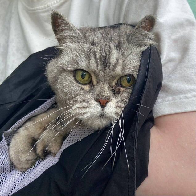 Взрослая, кошка в добрые руки