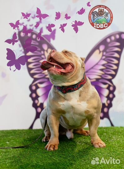 Фотограф анималист