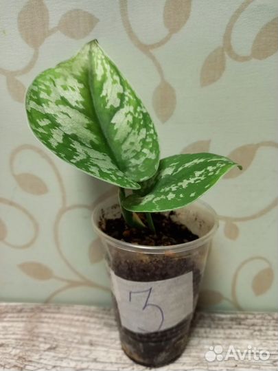 Сциндапсус экзотика (Scindapsus Exotica)