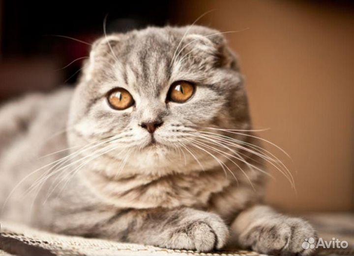 Шотландская вислоухая кошка