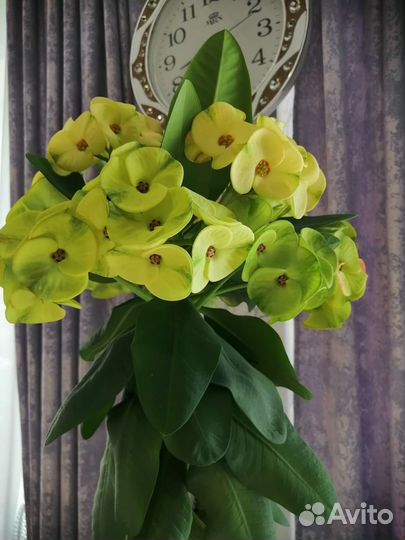 Домашний цветок Молочный миля