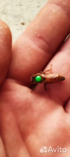 Пчеломатки Бакфаст