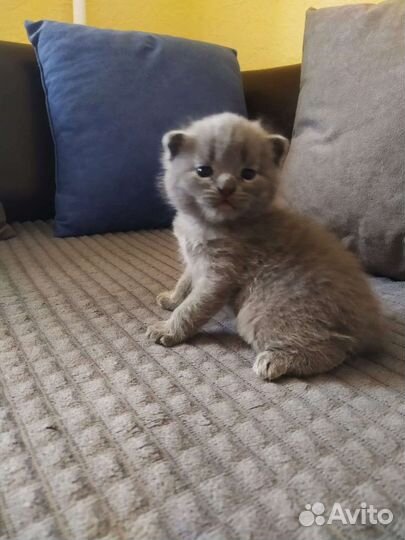 Шотландский котик