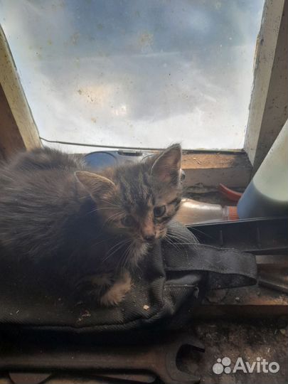 Кошки в добрые руки бесплатно