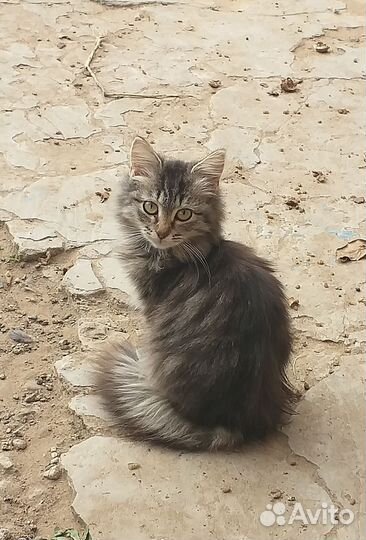 Котенок