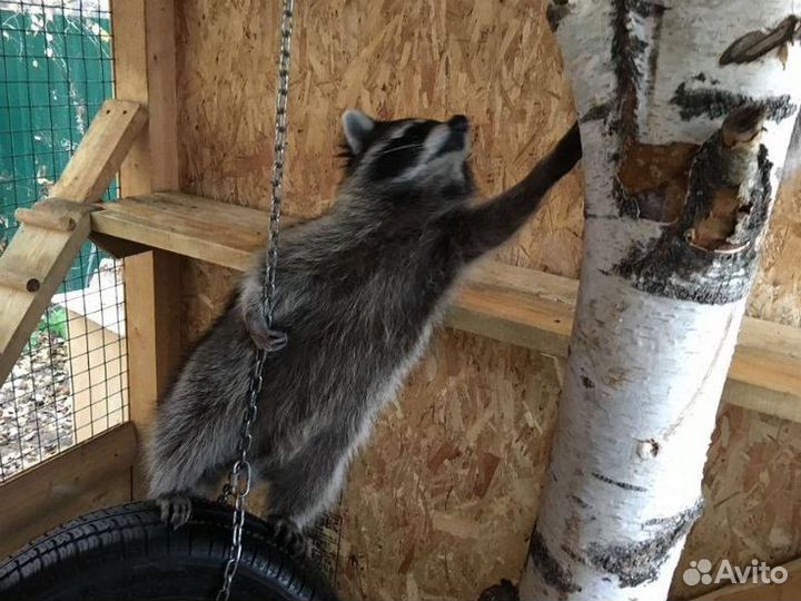 Еноты вольерного содержания