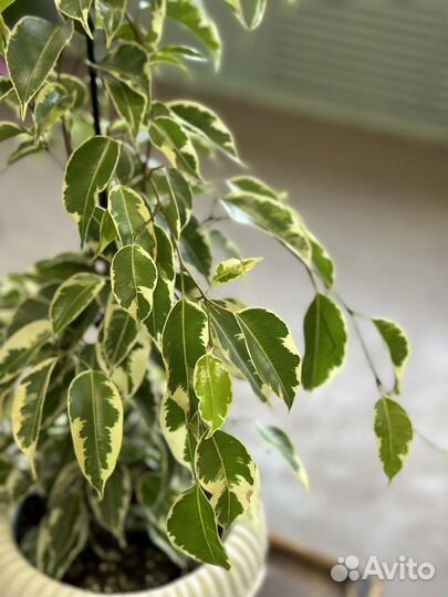 Фикус Твайлайт