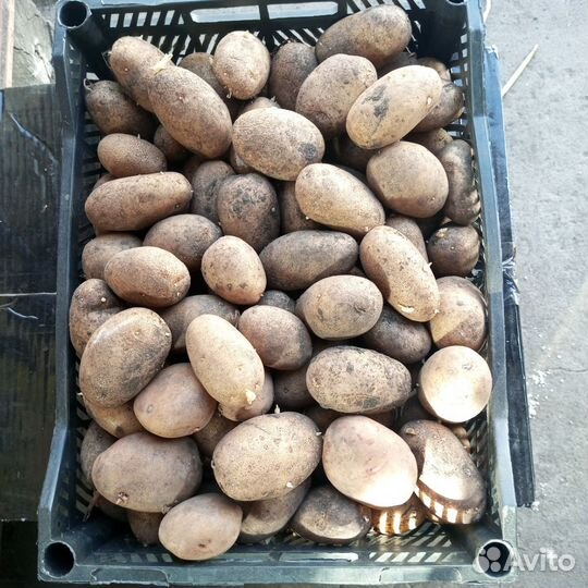 Семенной картофель