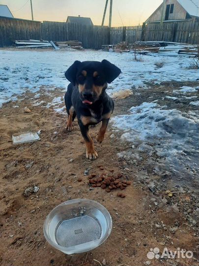 Собака маленькой породы (мальчик) ищет дом