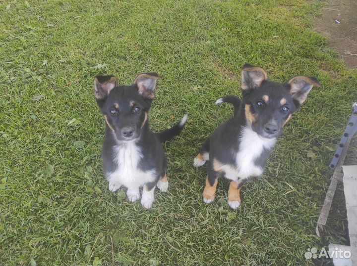 Собака в добрые руки отдам бесплатно