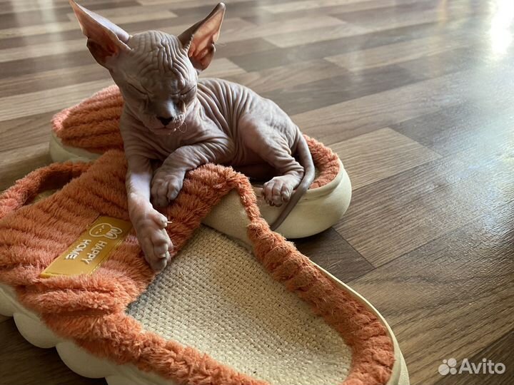 Донской сфинкс котята
