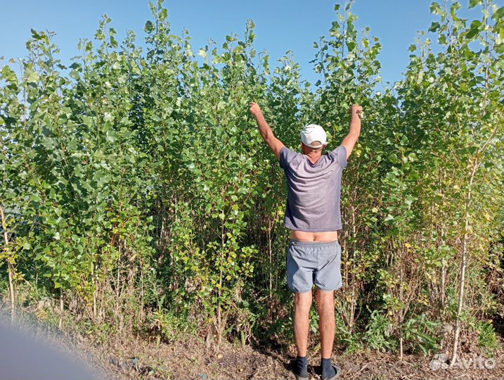 Тополь пирамидальный