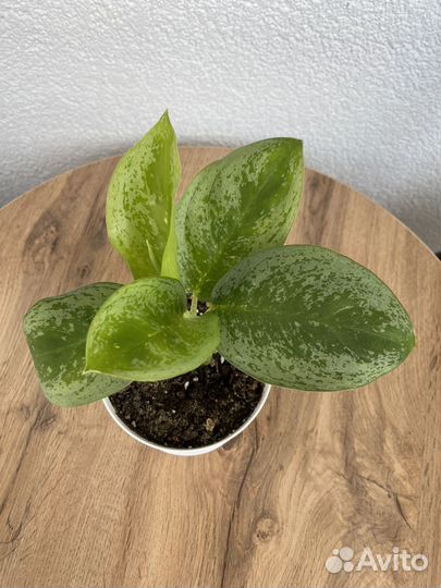 Аглаонема лимон минт