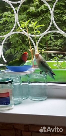 Продается парочка попугаев 