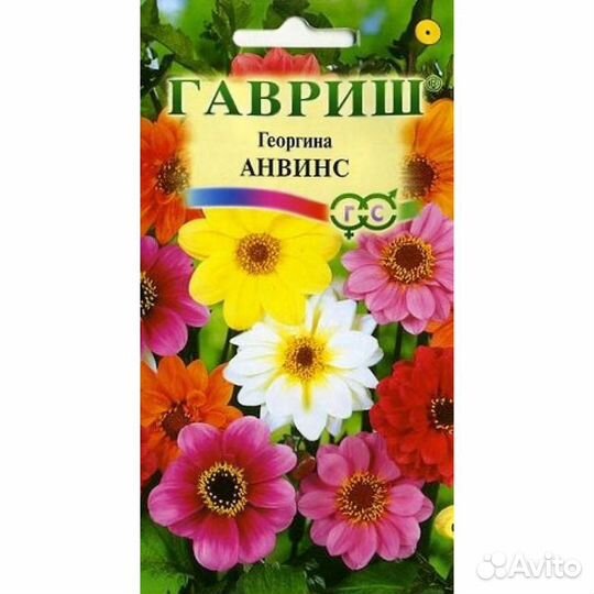 Георгина Анвинс