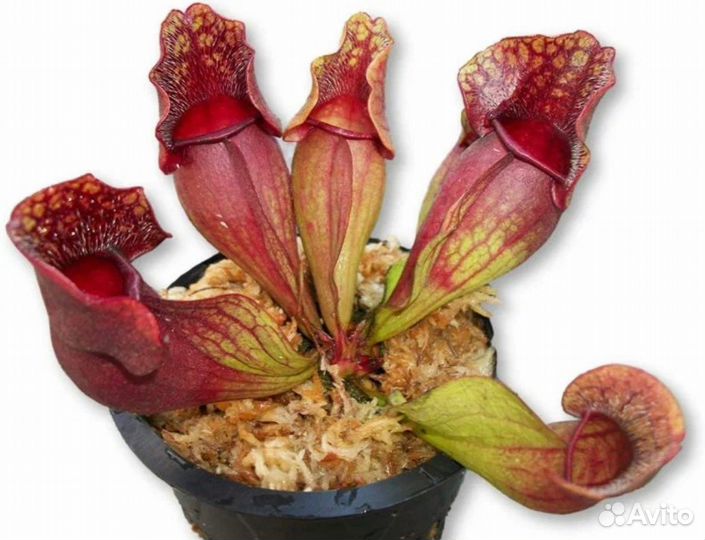 Саррацения