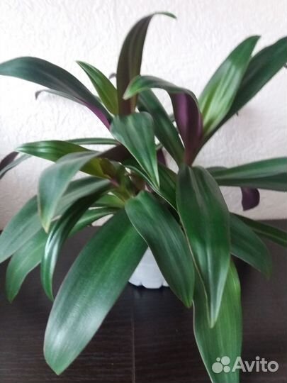 Рео пурпурный