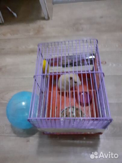 Джунгарские хомячки с клеткой