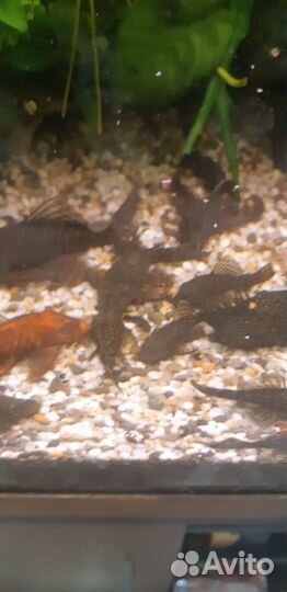 Сомики анциструсы