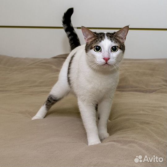 Котик Ларс с сердечком на боку в добрые руки