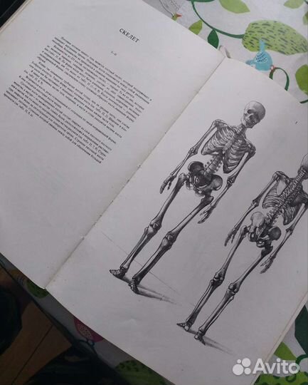 Книга анатомия для художника Барчаи