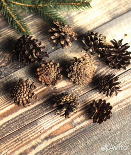 Шишки сосновые