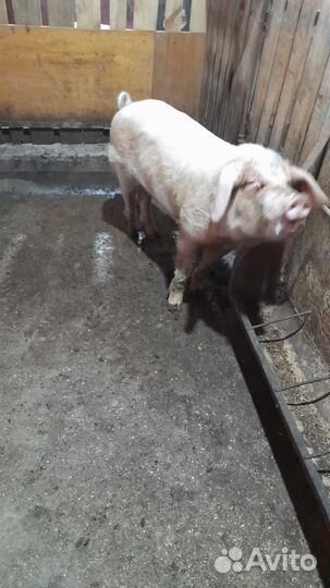 Свин осеменитель